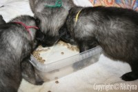 /album/treti-tyden/nemecky-vlci-spic-152-jpg1/